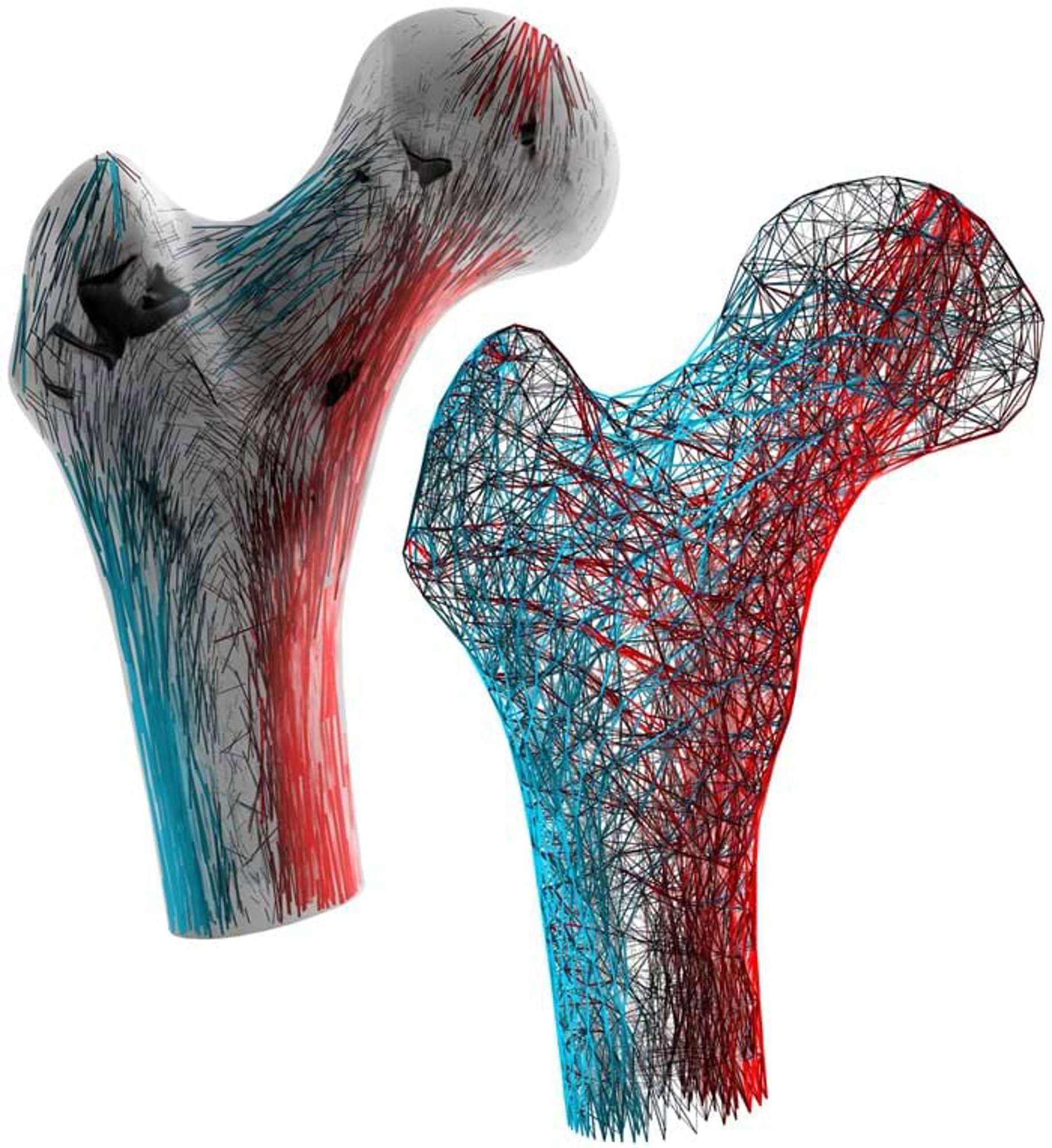 A visualisation of stress alignment in bone structures by Alessandro Felder for his PhD at the Royal Veterinary College in London.
© Alessandro Felder
